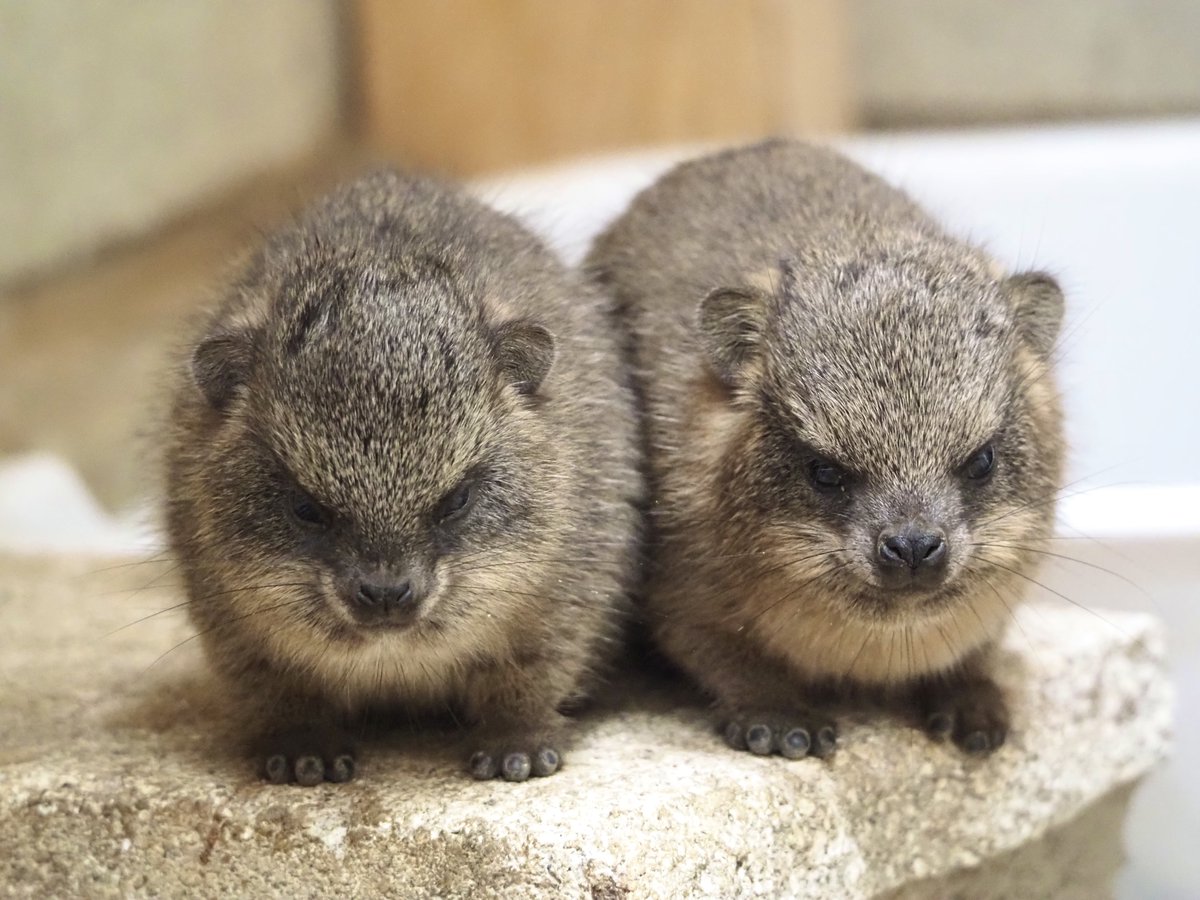 jyz0586's tweet photo. ／
‼️ビッグニュース‼️
＼

9月28日 #ケープハイラックス の赤ちゃんが
2頭産まれました！

当園では初めての誕生です✨

すでに活発に動き回り
親子揃って元気に過ごしています！

ぜひ温かく見守ってください😊

詳細はこちら▼
(https://t.co/qBqTLOJhCP) https://t.co/LKYqhxB1tU