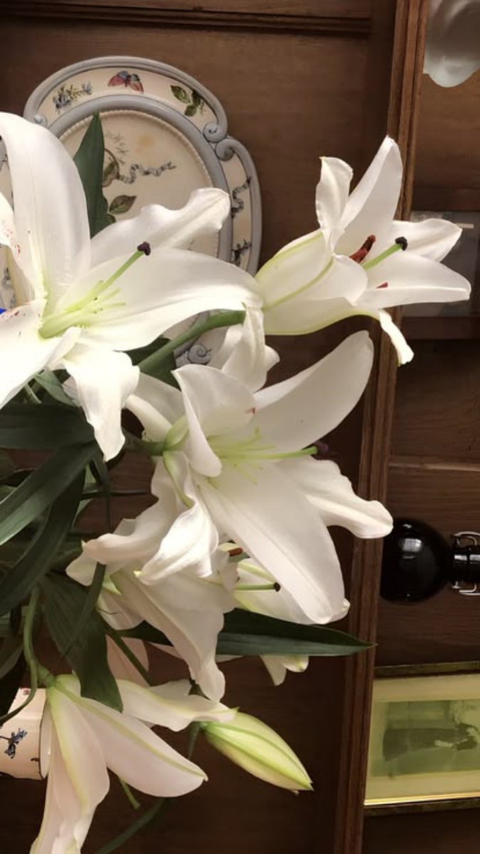 Haffleplum's tweet photo. Among the endless greens and the gentle breeze, white blossoms unfold like little pieces of poetry. So delicate, yet carrying a beauty that makes the whole world feel softer. https://t.co/wJc3dmpDNE