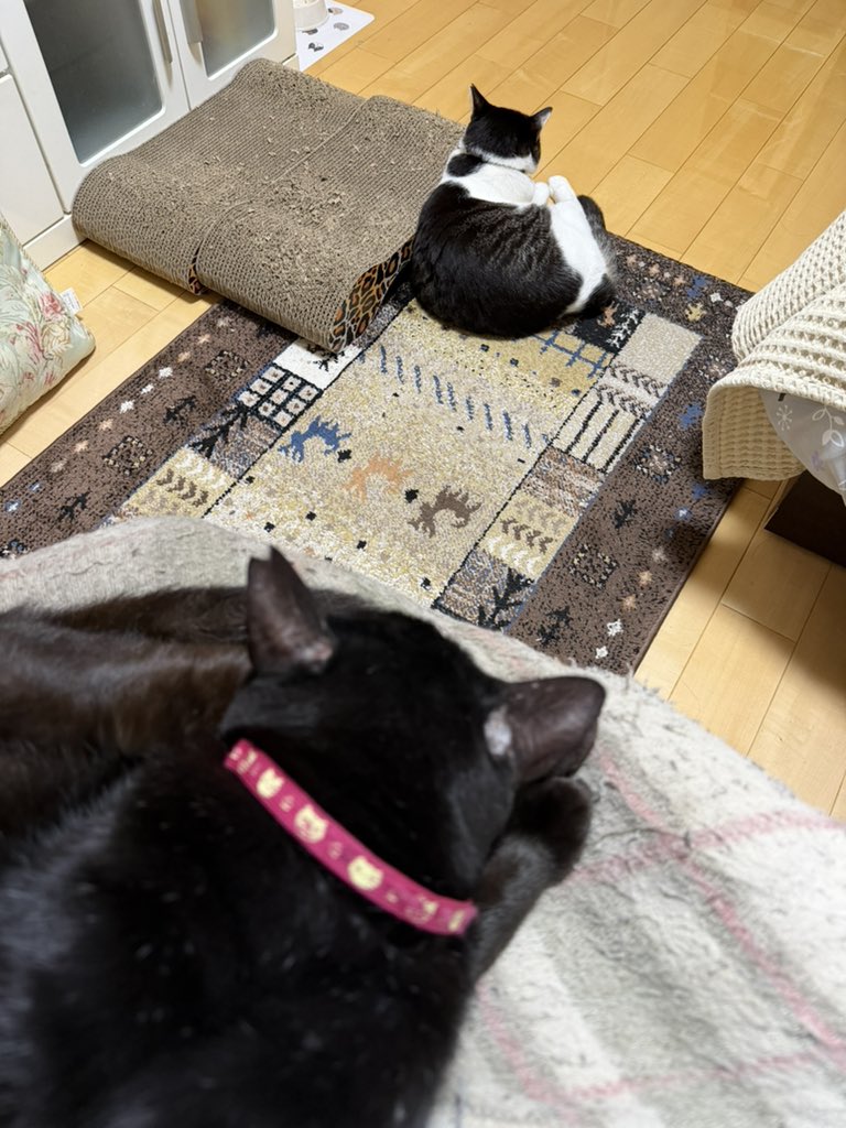 Hisae331207's tweet photo. まったりしてるね　席を立つからね
今日がいつもと違かったから疲れたﾆｬｰ

#保護猫 #黒猫 #猫好きさんと繫がりたい https://t.co/A50vzEDRlK