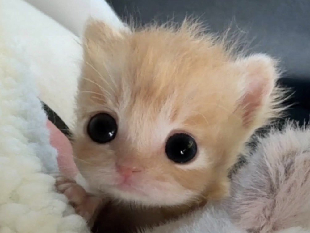 whtisitexactly's tweet photo. dis is user @whtisitexactly https://t.co/ZmRfD0Lwal
