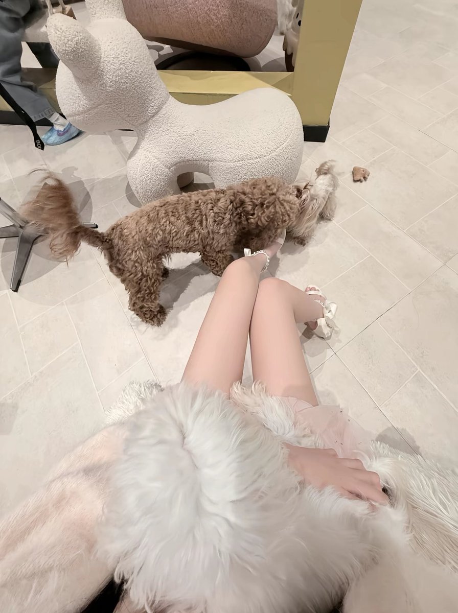 Mar328lian's tweet photo. 我只是一个萌萌人 #puppy https://t.co/IPkRFKxJap