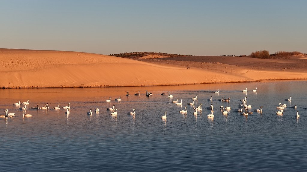CGTNOfficial's tweet photo. Sand dunes, shimmering lakes and hundreds of thousands of birds – deserts can teem with life, too!

In Chifeng City, north China's Inner Mongolia Autonomous Region, rolling dunes meet clear waters, while migratory birds glide across the wetlands and reeds sway in the breeze. 

Thanks to sustained local efforts in ecological conservation and restoration, the wetlands and lakes in eastern Wengniute Banner of the city have become a haven for wildlife, attracting more than 500,000 migratory birds from over 50 species. #ChinaSeen
