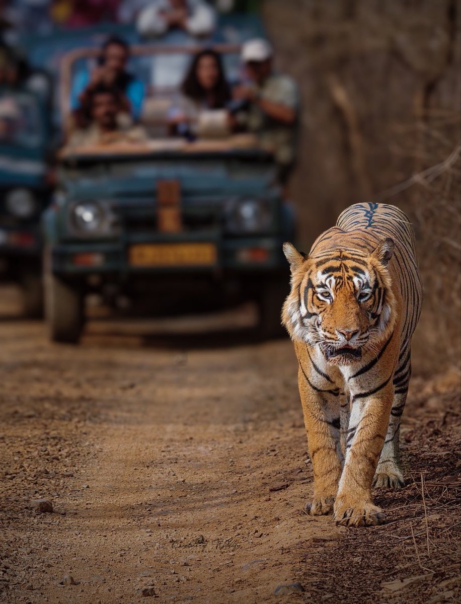 MelissaExplores's tweet photo. The jungle knows who rules the road ! #ExploreWithMelissa https://t.co/GuMIM9ihyB