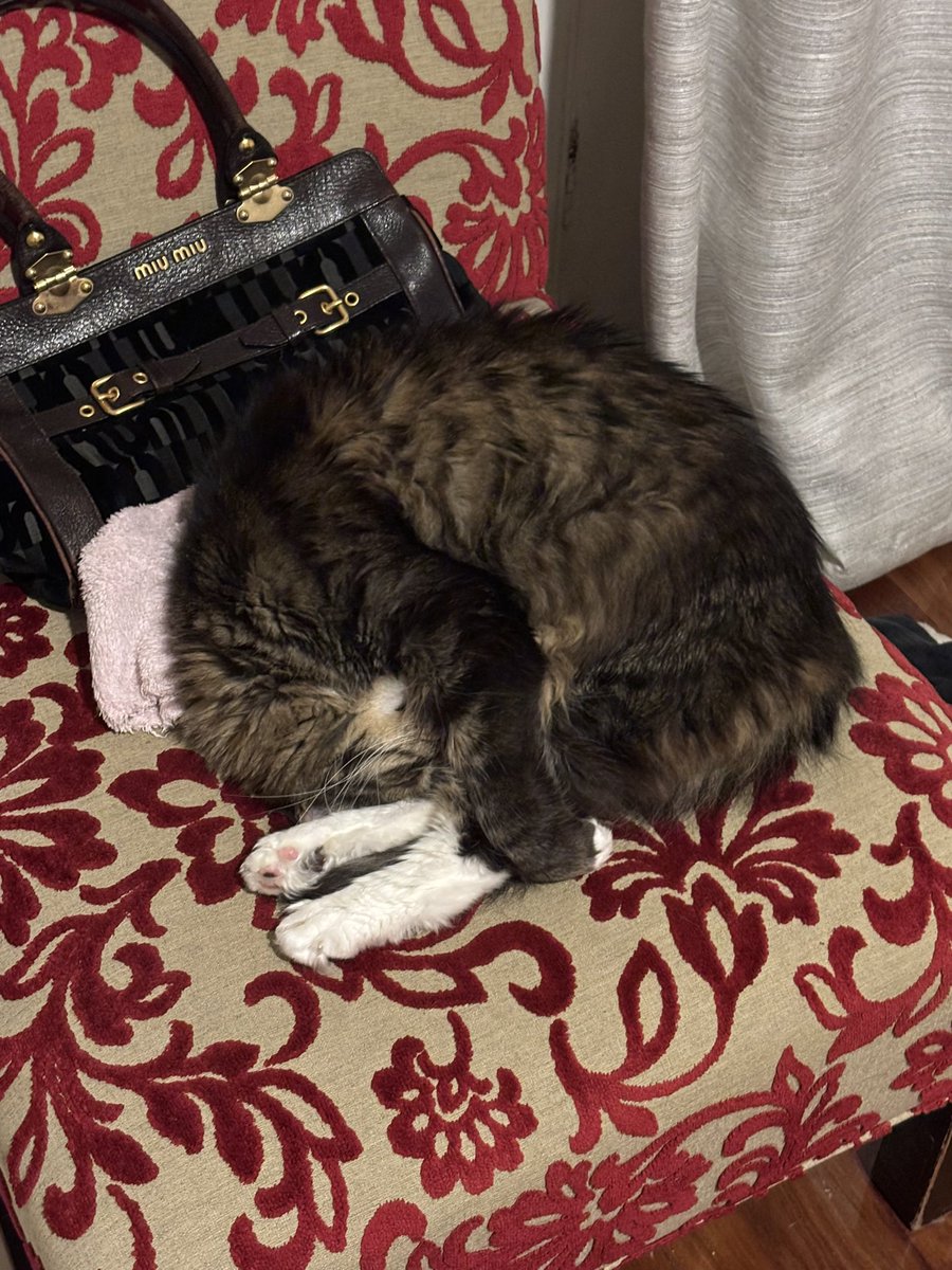 StrictLegalism's tweet photo. Cat in pike position https://t.co/jvYknb4L8T