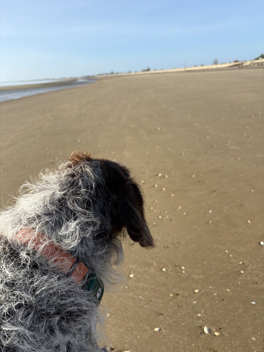 HayhurstBoo's tweet photo. Guess who’s back? #beach #dog #love #happy #blue #dogsoftwitter https://t.co/AR5PBpVTAt