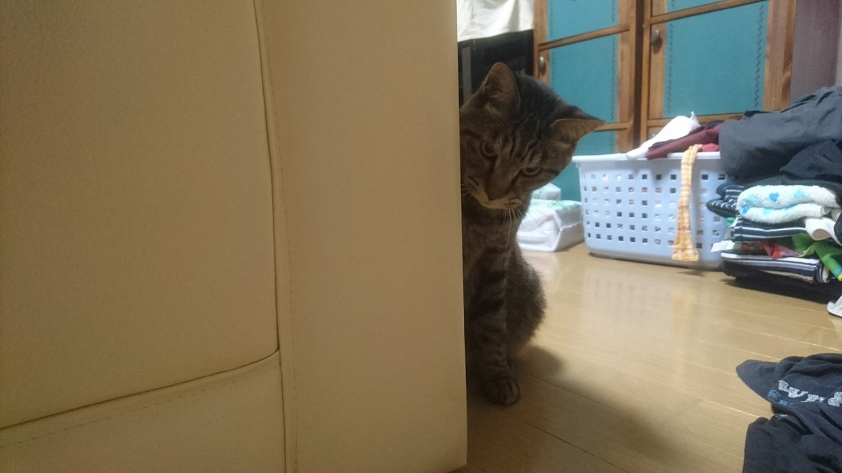 houtakegohan's tweet photo. 過去の写真を見直していたがベストショットはやはり∀NSWERを歌っていそうな猫だった https://t.co/Pg8whmanDI