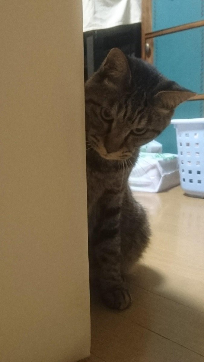 houtakegohan's tweet photo. 過去の写真を見直していたがベストショットはやはり∀NSWERを歌っていそうな猫だった https://t.co/Pg8whmanDI