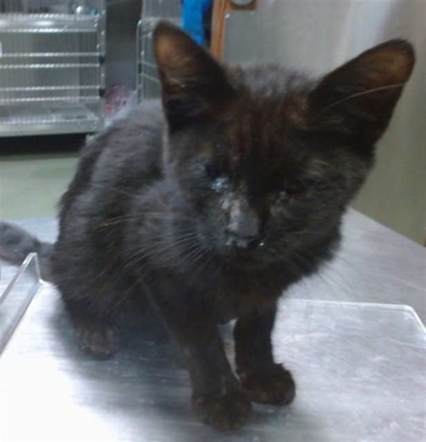 lordi1960's tweet photo. https://t.co/jW2lCQLQ1I
❤️SHAGGIE -- ID# A853405

Temperament: FRIENDLY - MEDICAL WAIVER

I am a male black Domestic Shorthair.

The shelter staff think I am about 4 months old.

I have been at the shelter since October 12, 2026.

I will be available for adoption or rescue on October 17, 2026.

I am currently at Devore Shelter in San Bernardino County, California.

If you would like to go down to the shelter to adopt this cat yourself,
please visit or call:

Devore Animal Shelter
19777 Shelter Way
Devore, CA 92407
Voice: (909) 386-9820 - press 2