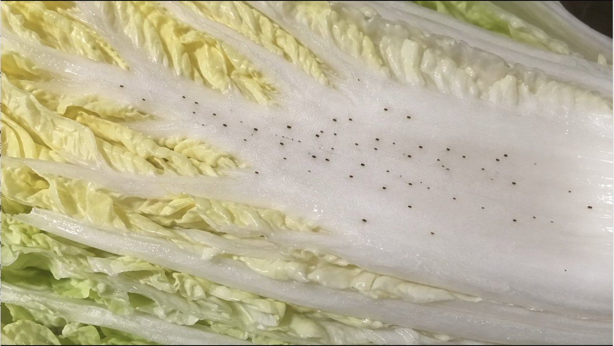 tetsublogorg's tweet photo. 突然ですが、問題です。

この白菜の黒い斑点の部分は食べても大丈夫？

1.問題ない
2.身体に良くないから避けるべき

どっち？ https://t.co/NISHQToXwa