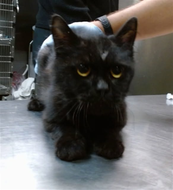 lordi1960's tweet photo. https://t.co/0LOXTcWuqM
❤️OSKAR -- ID# A853411

Temperament: FRIENDLY - MEDICAL WAIVER

I am a male black Domestic Shorthair.

The shelter staff think I am about 2 years old.

I have been at the shelter since October 12, 2026.

I will be available for adoption or rescue on October 17, 2026.

I am currently at Devore Shelter in San Bernardino County, California.

If you would like to go down to the shelter to adopt this cat yourself,
please visit or call:

Devore Animal Shelter
19777 Shelter Way
Devore, CA 92407
Voice: (909) 386-9820 - press 2