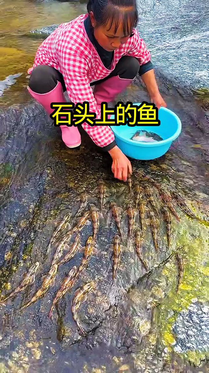 siho_'s tweet photo. 奄美大島で漁師が獲れたての魚をさばくところを見て、新鮮さに感動 奄式の漁具と飲み方にも注目！甲羅酒も最高だった～， https://t.co/2POk8tehN3