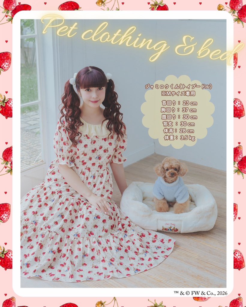 aokimisako's tweet photo. ファッションセンターしまむらさんにて
『ピーターラビット™︎』×『m♡petit by misako』のコラボでルーム・インテリアアイテムをプロデュースさせていただくことになりました💕
100年以上、世界中の人々に愛され続けているピーターラビットとコラボさせていただき光栄です✨

こちらの投稿では『ピーターラビット™︎』×『m♡petit by misako』ならではの、細部にまでこだわって作ったかわいいルーム・インテリアアイテムをたくさんご紹介しますので、
ご覧いただけたら嬉しいです💕

今回のアイテムのために、特別にオリジナルのかわいいピーターラビットのデザインを作っていただきました❣️✨
ピーターラビットの世界観をぜひお楽しみください❤️

発売情報詳細です🌟

10/17(土)全国のしまむら店舗・しまむらパーク(オンラインストア)にて販売
※一部店舗としまむらパーク(オンラインストア)の商品もございます。
しまむらパーク(オンラインストア)は同日15:00よりお買い求めいただけます

※一部店舗の展開店舗リストはしまむら公式インスタアカウントプロフィールのハイライト「限定トレンドアイテム取扱い店舗」からご確認ください。
https://t.co/bfabpCcdJw

※しまむらパーク(オンラインストア)限定販売商品は状況により店舗へ入荷する場合がございます
※売り切れの際はご容赦ください

※寝具、ポーチ付きブランケット、クッション、ペットベッドは、椎名町店、新田店、久が原店、三軒茶屋店、高田馬場店、ピーコックストア阿佐谷店、西友大船店、アルビ住道店ではお取り扱いしておりません。

プチプラとは思えない、私のこだわりがつまった本当に高見えでかわいい商品たちが
今回もできましたので、たくさんの方にお届けできたら嬉しいです！

よろしくお願い申し上げます。

🎀 青木美沙子 🎀

ピーターラビット™︎について
ピーターラビットは絵本『ピーターラビットのおはなし』
（作ビアトリクス・ポター™︎）の主人公です。
イギリス湖水地方を舞台にしたピーターラビットと
仲間たちの物語は世界的ベストセラーになっています。
100年以上、世界中の人々に愛され続けています。

#PR
#しまむら
#ファッションセンターしまむら
#ピーターラビット
#青木美沙子