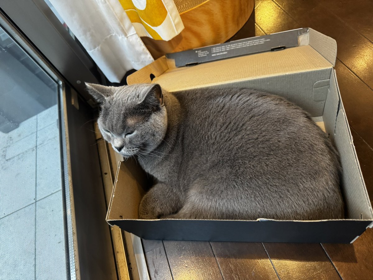 sekichinaruku's tweet photo. モフモフあんよ🐈‍⬛ https://t.co/tXluq2kg6c
