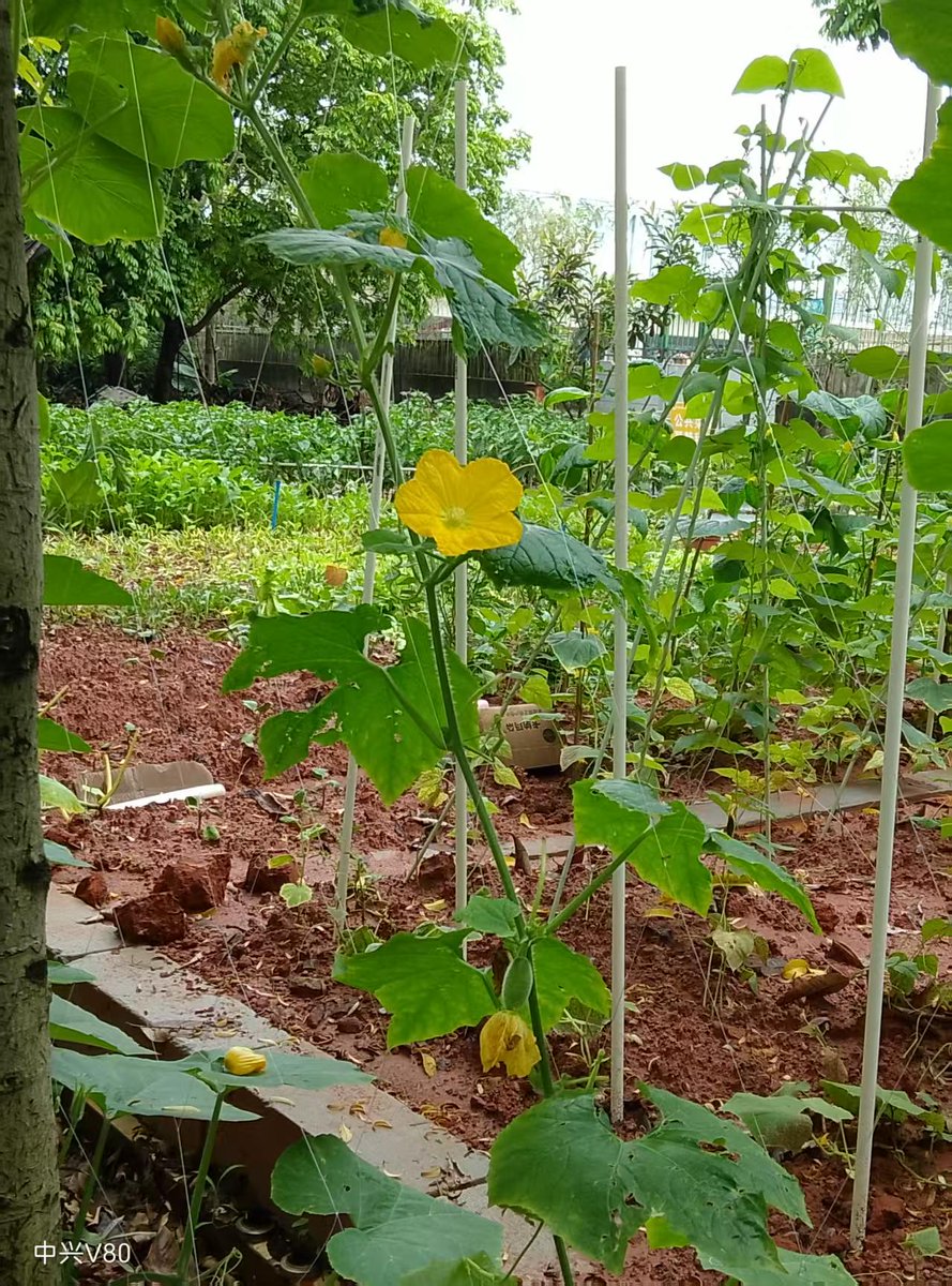 AlexaViolenbjr's tweet photo. 今日、新しい菜園の整備で野菜を植え、収穫した大根を交換した後、家族と少しゲームで賭けをして楽しんだ！ https://t.co/oVFwwVHfZ2