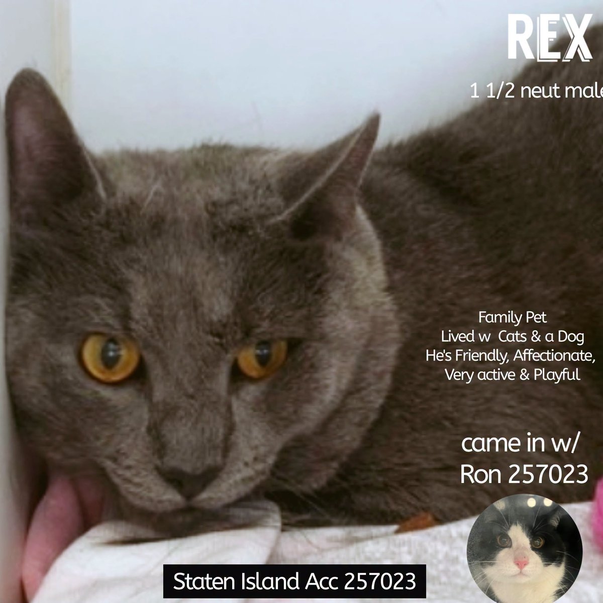 lordi1960's tweet photo. ♦♦TO BE KILLED - 12:00PM (EASTERN) THURSDAY 10/15/2026♦♦
♦♦SOS CODE RED♦♦

STATEN ISLAND ACC ADOPTABLES

REX 257022:
18 MONTHS | Neutered (now) | O/S | 11.8 lbs

https://t.co/kcpEEBMu0F https://t.co/7OvvMNBxyk