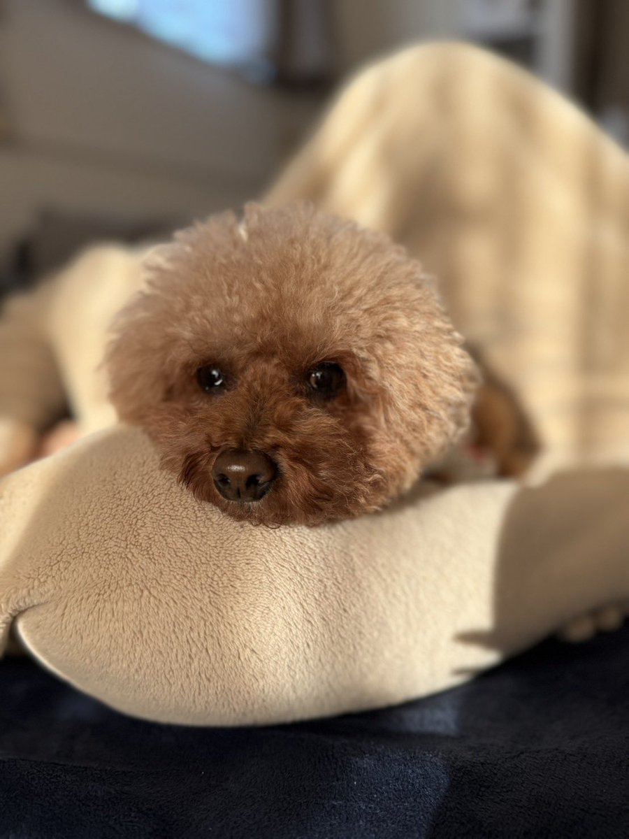 libloss2000's tweet photo. 実家のわんこ🐕 https://t.co/8sPjM2x7lj