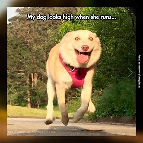 Phil_Runners's tweet photo. My dog looks high when she runs ... #running #runner #jogging #jog #jogger #winner #champ #marathon #run #finish #race https://t.co/W5PRD42O2m