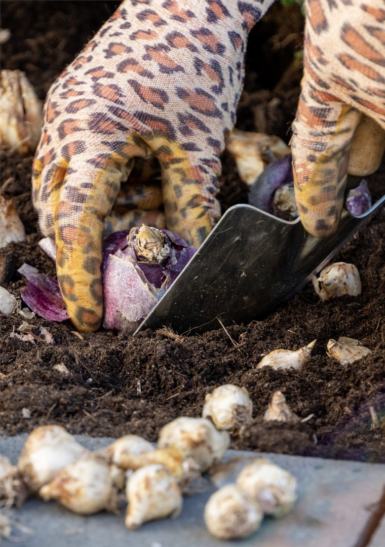 FlowerbulbsCom's tweet photo. Spring begins long before the first flowers appear. Plant flower bulbs in the fall and enjoy tulips, daffodils, crocuses, and other colorful blooms when warmer days return. #flowerbulbs #springgarden #springflowers #gardeningtips #fallplanting https://t.co/vjX0JgwXDK