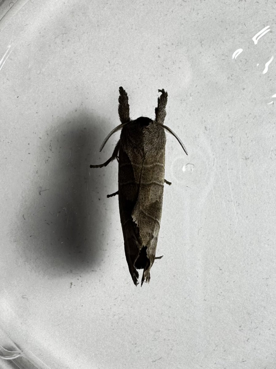 bug_bug_64 tweet picture