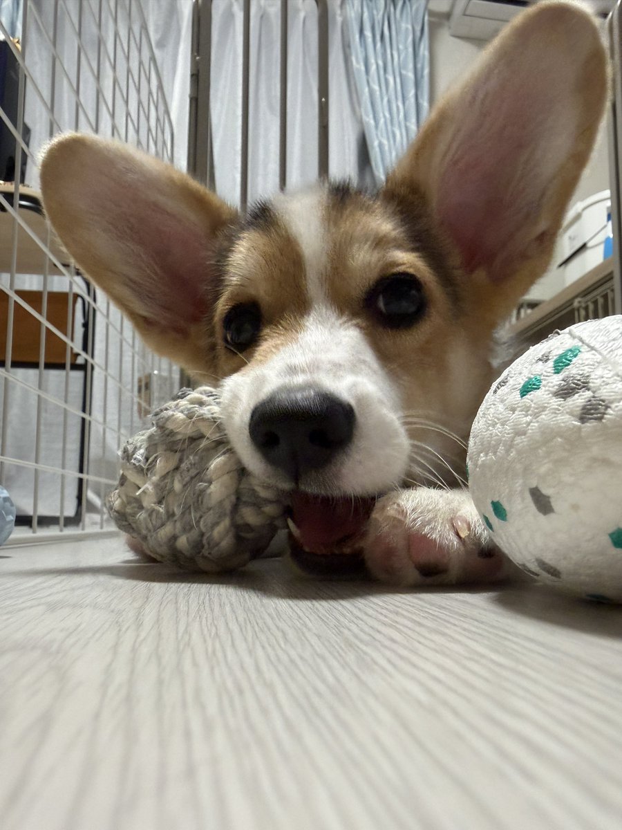 ditto_157's tweet photo. おみみ大きいねえ
#コーギー
#犬との暮らし https://t.co/Q1duwRDj1L