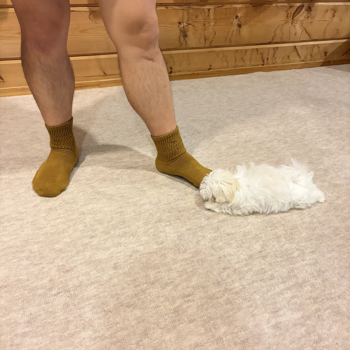 ykc_fyc's tweet photo. ツトムの体長≒飼い主①の膝下の長さ https://t.co/wiMUdAnuqK