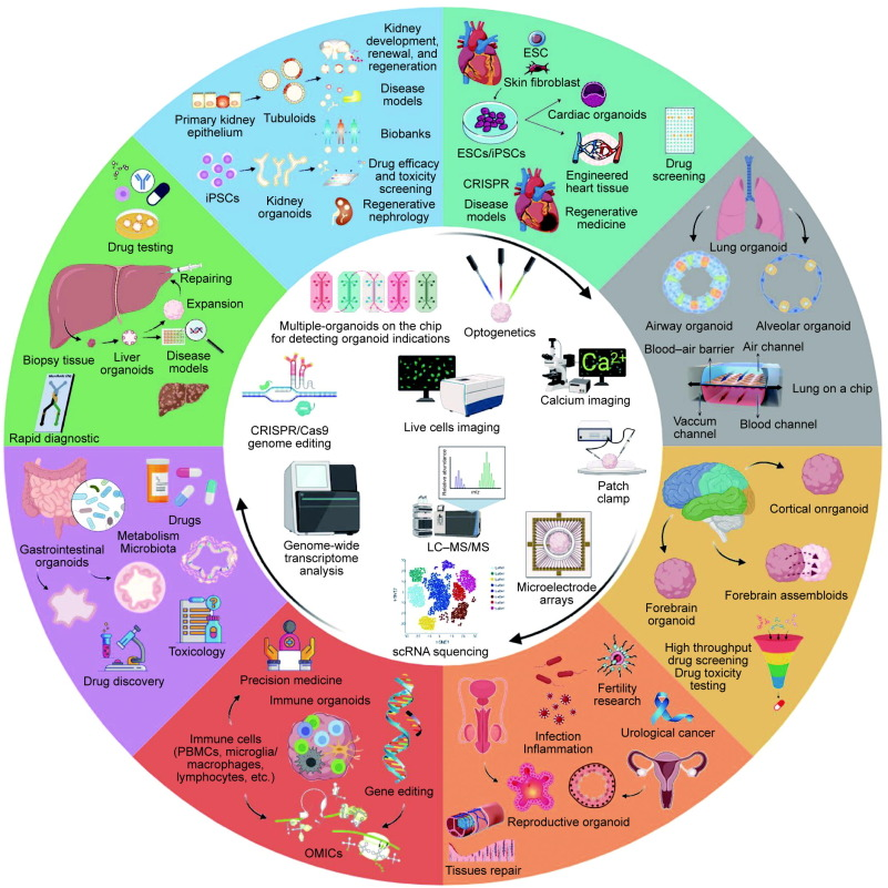Engineering2026's tweet photo. 🧫 Organoids beat 2D cultures and animal models for predicting drug responses, yet reproducibility gaps and limited long-term maturity block clinical translation — AI and CRISPR may close the gap.

【Advancements, Strategies, and Challenges in Organoid-Based Drug Evaluation for Tissue Engineering and Regenerative Medicine】
https://t.co/93405vhJiC

#Organoids #DrugDiscovery