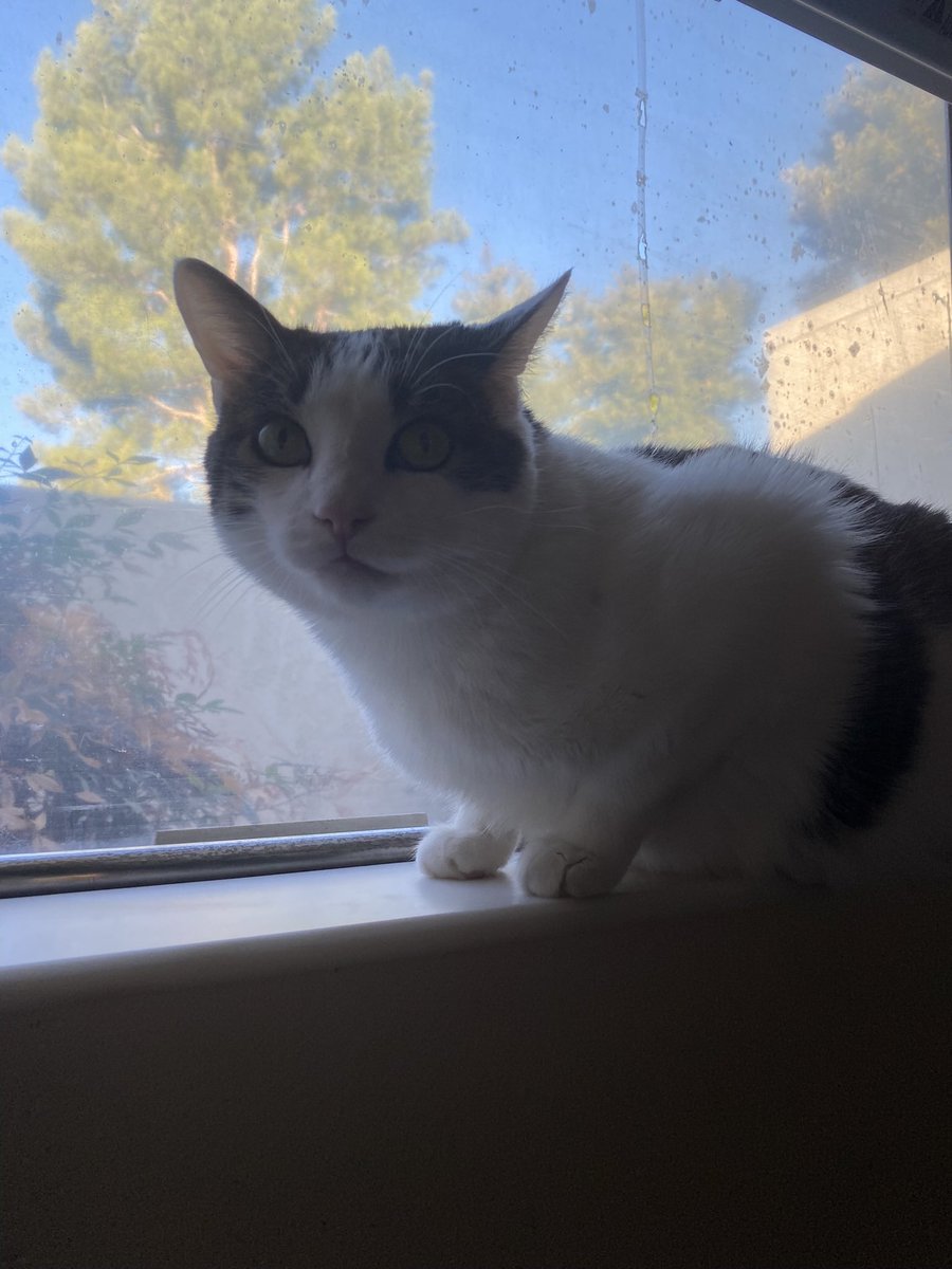 cleopandacat's tweet photo. Filius Loved Windows 🐼🐈‍⬛ https://t.co/ExRn5WFA65