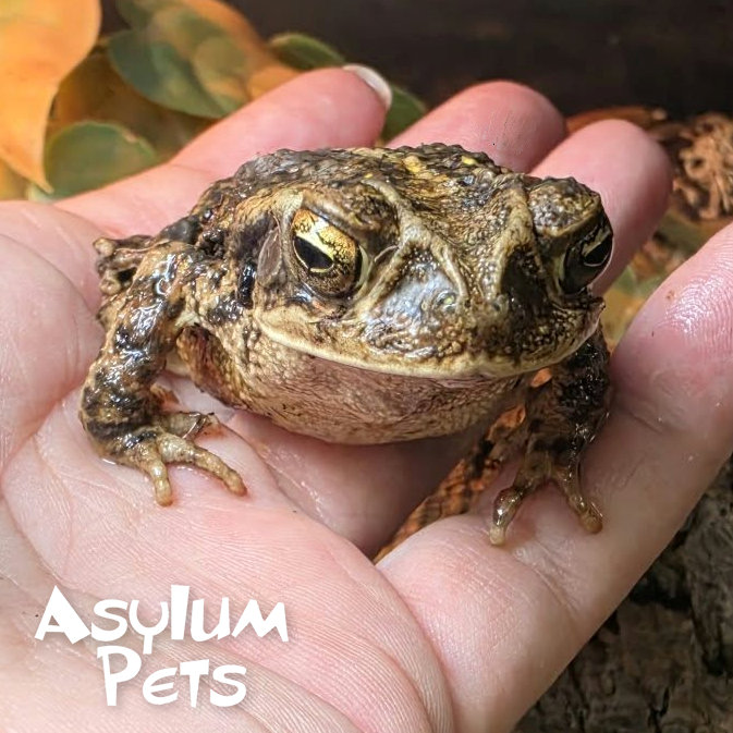 AsylumPets49509's tweet photo. Meet Toadrick Croaklyn, a long time resident here at the Asylum. He’s staying "hop-timistic" that you'll stop by to visit him soon. We've assured him that he is absolutely ribbiting, and we're certain his special human will leap in soon to bring him home to a new lily pad! 📷 https://t.co/VW2mVVpt7I