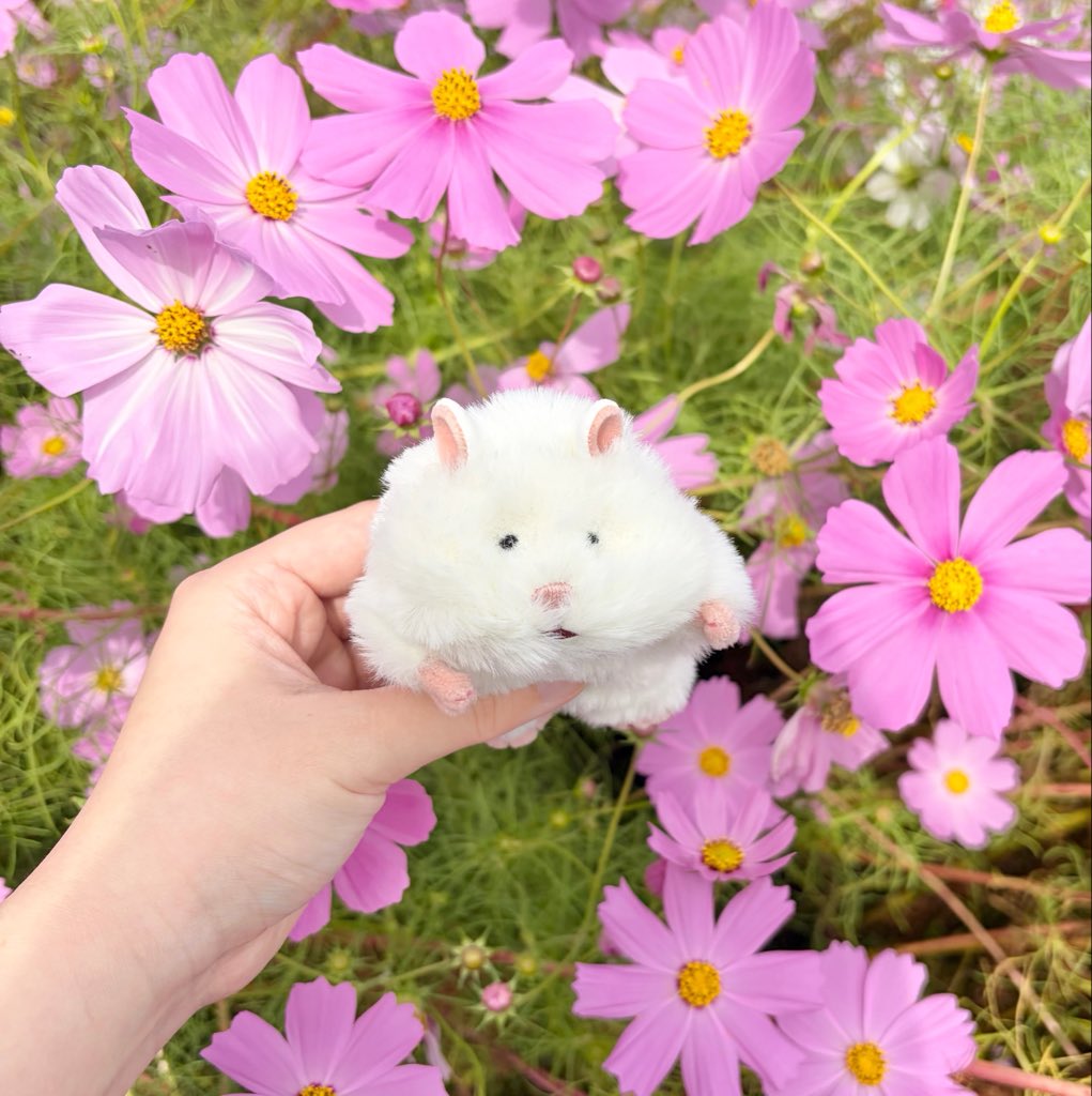 mimoomim00's tweet photo. ももちゃんです♩
お花がとっても似合ってて可愛い🌼

#はむにぎり   #ぬい活 https://t.co/aFG1RbMt5i