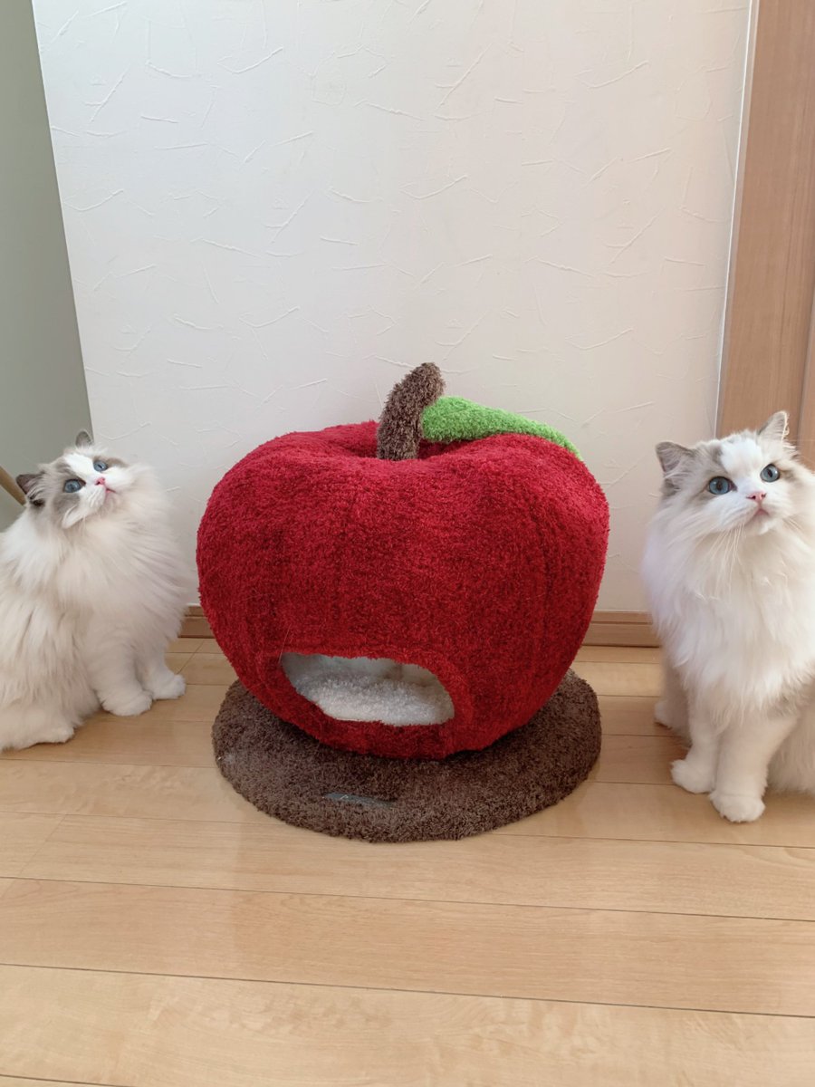 411hoshi's tweet photo. そしてローズへの誕生日プレゼントは…
𓊆りんごの魔法ハウス𓊇🍎🎁
親子写真も撮れちゃって嬉しみよ🍯🌹💕
みんにゃと仲良く使ってこれからも元気に過ごしてね🍀*゜
 #お誕生日おめでとう  #ねこ https://t.co/sfCkI94GR4