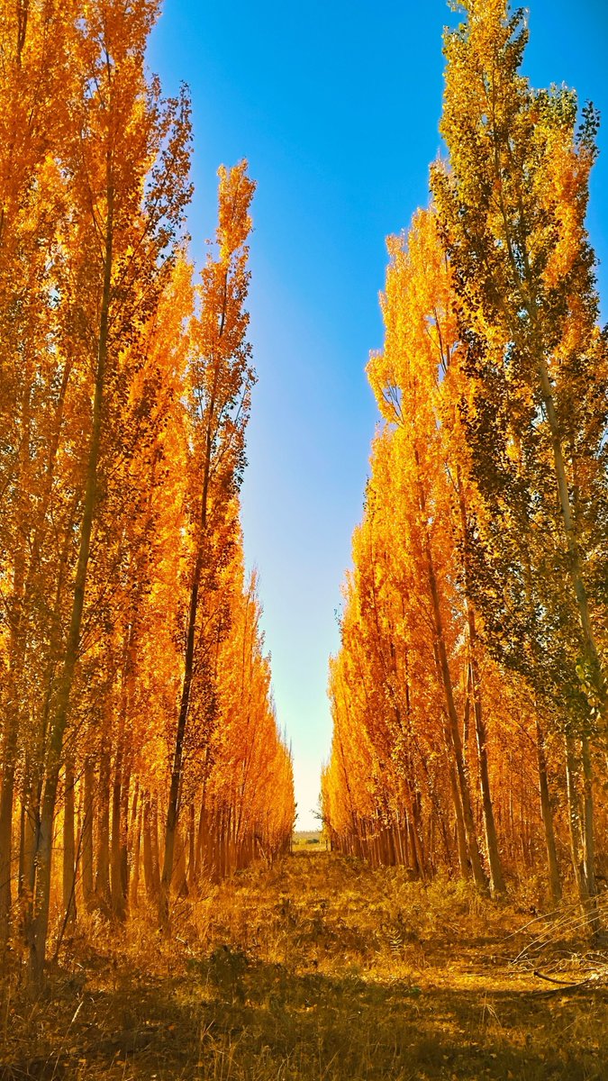 wanglilil0901's tweet photo. 秋景 https://t.co/PDoyaSsaz0