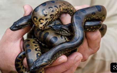 pegasusreportng's tweet photo. Endangered Echoes: Second-Generation Green Anacondas Born at Melaka Sanctuary in Conservation Milestone

A green anaconda born at the Melaka Butterfly and Reptile Sanctuary has given birth to 10 offspring, marking a rare second-generation breeding success. The milestone strengthens Malaysia's record in exotic reptile conservation and highlights years of specialised care, research and habitat management for one of the world's largest snakes.

The 2.74-metre-long snake delivered the babies on Monday following a gestation period of approximately 190 days, marking what sanctuary officials describe as a significant milestone in Malaysia's exotic wildlife breeding efforts.

For the sanctuary, the event is especially meaningful. Diana herself was born there in August 2020, making the newborns the second generation of green anacondas successfully bred at the facility.

Managing director Gerard Wong said the achievement demonstrates that long-term conservation and captive breeding programmes for exotic species can be successfully carried out in Malaysia.

"This is meaningful because Diana was born at the sanctuary in August 2020. This second generation proves conservation and breeding efforts involving exotic species native to South America can be carried out in Malaysia," he said during a press conference.

The latest births have increased the sanctuary's green anaconda population to more than 40, making it home to what is believed to be Malaysia's largest collection of the species.

A Remarkable Reproductive Journey

Unlike most snake species that lay eggs, green anacondas are ovoviviparous, meaning they give birth to live young. During pregnancy, females typically stop feeding, surviving solely on stored body reserves for six to seven months.

Diana's ability to carry and deliver 10 offspring after months without food highlights the extraordinary biological adaptations that have enabled the species to thrive in the wild waterways of South America.

According to Wong, successfully breeding one of the world's largest snake species requires specialised expertise and carefully controlled environmental conditions.

"We have to maintain suitable temperatures, ensure water quality remains high and create water currents that closely resemble conditions in the Amazon Basin, where green anacondas naturally occur," he said.

The successful birth, he added, reflects the sanctuary's growing capability in managing and breeding large exotic reptiles.

Expanding Knowledge Through Conservation

Beyond attracting visitors, Diana's pregnancy has provided valuable opportunities for observation and research.

According to Wong, the sanctuary's animal care team has been able to document important aspects of green anaconda reproduction, helping expand understanding of a species that remains relatively understudied in captivity.

"Besides serving as an educational attraction, Diana's breeding has given our team an opportunity to document and better understand the reproductive process of green anacondas," he said.

The sanctuary recently celebrated another breeding achievement with the hatching of 23 baby caimans, a South American crocodilian species that also inhabits the Amazon basin.

To showcase these conservation successes, the facility plans to organise a special carnival that will allow visitors to view both the newborn anacondas and the young caimans up close.

The World's Heaviest Snake

A member of the boa family, the green anaconda (Eunectes murinus) is widely regarded as the heaviest snake species on Earth. Although the reticulated python can grow slightly longer, the anaconda's immense girth allows it to outweigh its Asian cousin by a considerable margin.

Females are significantly larger than males and can grow beyond nine metres (29 feet) in length, weigh more than 250 kilograms (550 pounds) and measure over 30 centimetres in diameter.

Native to the Amazon and Orinoco river basins of South America, green anacondas spend much of their lives in swamps, marshes and slow-moving waterways. Their eyes and nostrils sit high on their heads, allowing them to remain almost completely submerged while waiting for prey.

These powerful constrictors feed on a wide range of animals, including capybaras, birds, deer, turtles, caimans and wild pigs. Once prey is captured, the snake coils its muscular body around the animal and squeezes until it can no longer breathe before swallowing it whole.

Because of their ability to consume exceptionally large meals, green anacondas can survive for weeks or even months without eating.

*A Green Anaconda giving birth to Anaconda snakelets
New Discoveries in Anaconda Science

Scientists continue to uncover new information about the giant reptiles. A 2024 genetic study suggested that what was previously considered a single green anaconda species may actually consist of two distinct species: the southern green anaconda (Eunectes murinus) and the northern green anaconda (Eunectes akayima).

The findings have sparked renewed interest in conserving and studying one of the world's most iconic reptiles.

For the Melaka Butterfly and Reptile Sanctuary, Diana's latest brood represents more than just a successful birth. It shows that dedicated husbandry, scientific understanding, and long-term commitment can help sustain even some of the planet's most formidable creatures far from their native habitat.

Sources: New Straits Times, Agency Reports, Wiki