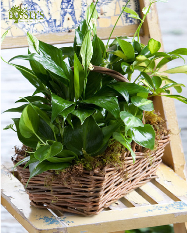 Busseys's tweet photo. Honor great leadership this Boss's Day, Oct 16th!
Order handcrafted stems and lush plants for delivery across Rome, Cedartown & Rockmart.
https://t.co/PAoUAtVsDG
#BossesDay #RomeGA #BusseysFlorist https://t.co/xbOKevD0lM