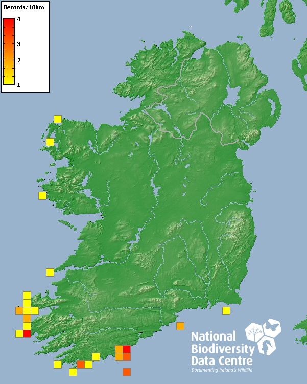 BioDataCentre's tweet photo. Blow-ins... In July snorkelers  off the West Cork coast had an encounter with some Atlantic Wreckfish / Breac Raice / Polyprion americanus - more commonly recorded in the western Atlantic. There have been 44 previous records in Ireland. https://t.co/jD4TaT1e6G https://t.co/o9zddn5zeg