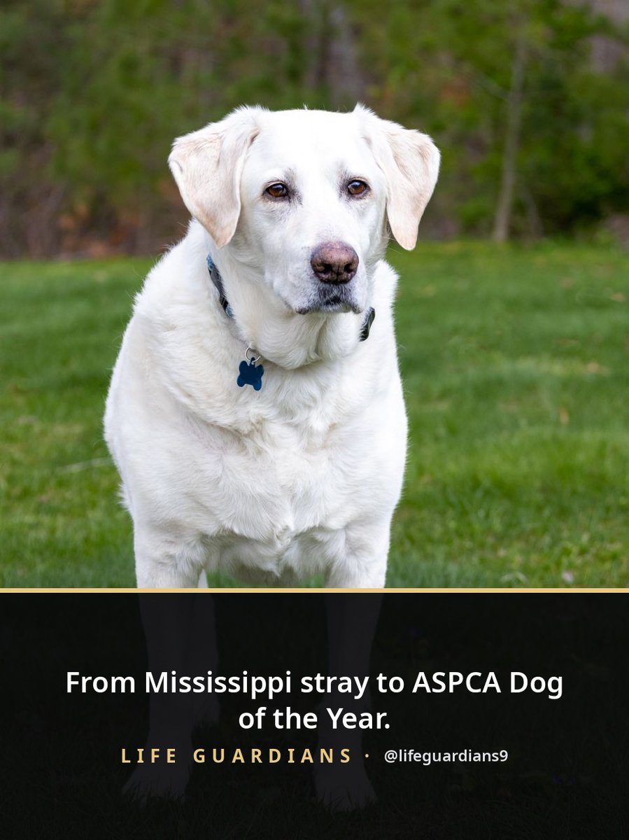 LifeGuardians9's tweet photo. From Mississippi stray to hero. 🐕 Canyon was rescued from neglect in 2021 — now he's a FEMA search-and-rescue dog who worked the Maui fires, Hurricane Helene, and the Texas floods. Just named 2026 ASPCA Dog of the Year. ❤️ Who else believes in second chances? #RescueDogs #DogHero