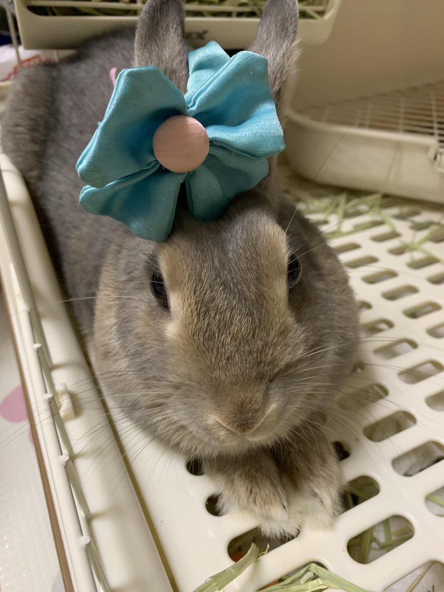 aklimilka's tweet photo. @minto20220605 ここ　4歳メスです♪
我が家に来てまだ2wですが、お腹を見せてくれる程には慣れてくれました❤️ https://t.co/q8SDCUPHNI