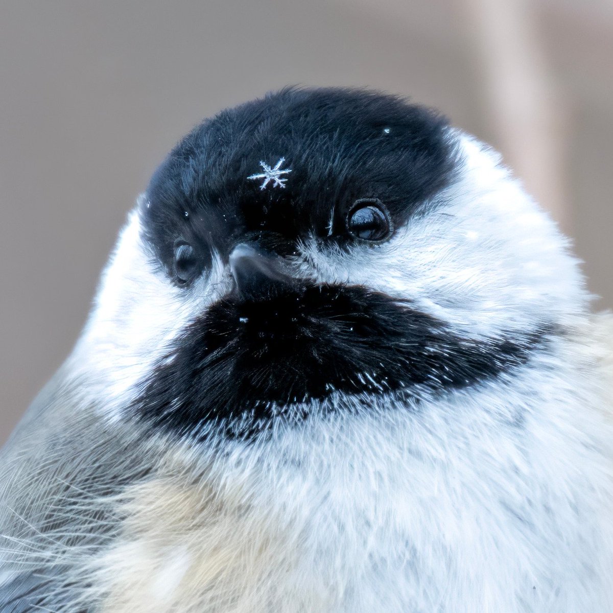 birdscolour56's tweet photo. A Black-capped Chickadee showing off its winter fashion with a little snowflake accessory. ❤️🐦 https://t.co/npnaMLOPX5