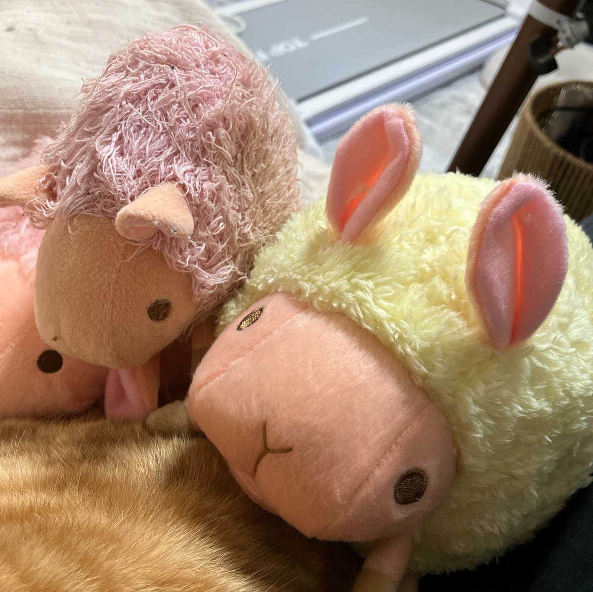 hoshi_no_hito's tweet photo. チロさんの新しいお友だち届いた🎉
黄色い子がページでは11cmだったはずなんだけど16cmある😂😂 https://t.co/Ag5N5UVPBO