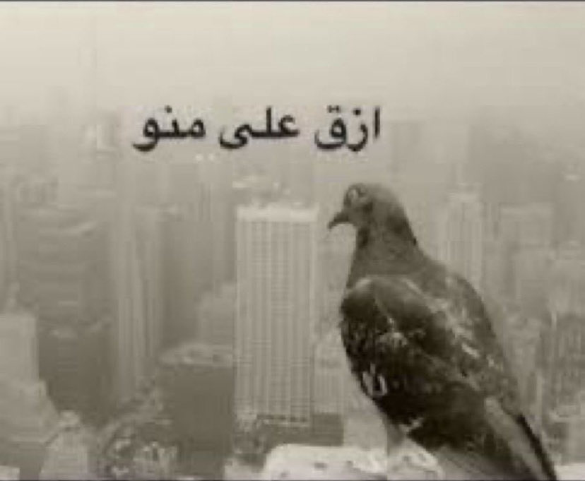 ggi4__'s tweet photo. محتاره بين الحماراتي والعماني والحوثي https://t.co/1zsxpnQ2uB