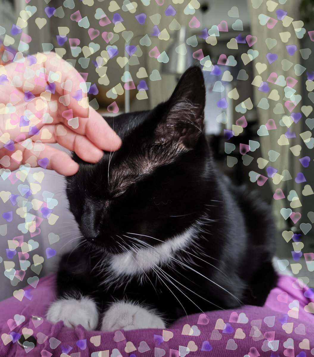 ElliCat9's tweet photo. Cuddling with Mummy on my Gotcha Day. ❤️😻 Already 11 years of cuddles, playtime, naps, treats, fun and love. 🎂💜💕
#GotchaDay #CatsOfTwitter #CatsOfX #CatsOnTwitter https://t.co/WP2GZSSNuX