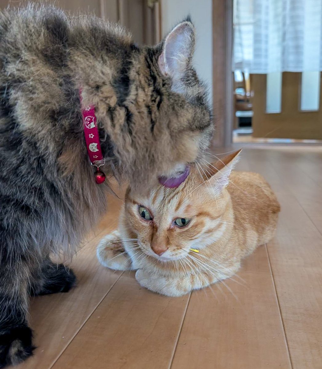 purinlala's tweet photo. 愛情たっぷり https://t.co/pjw9WStSbC