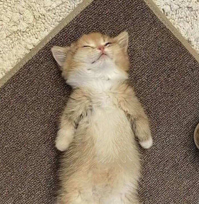 minisodeweno's tweet photo. 🐈💤 https://t.co/HEFrMgp2Fs