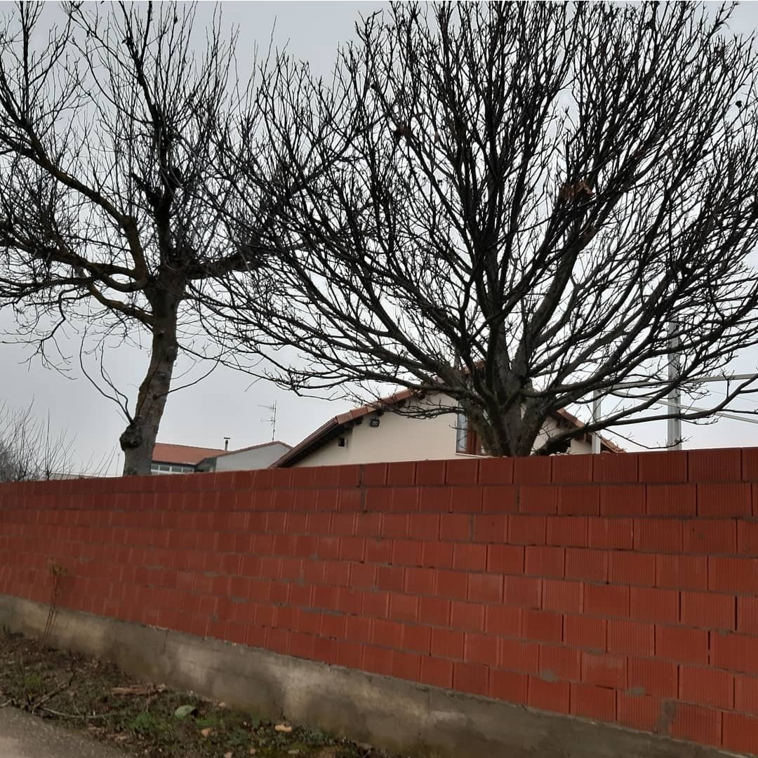 Crisylloviendo's tweet photo. Agun árbol detrás de las tapias ya se ha desnudado🤷🏻‍♀️
Buenos días a casi todos. 
🌞🌷🤗🍀🍀 https://t.co/c8p5gjkcIc