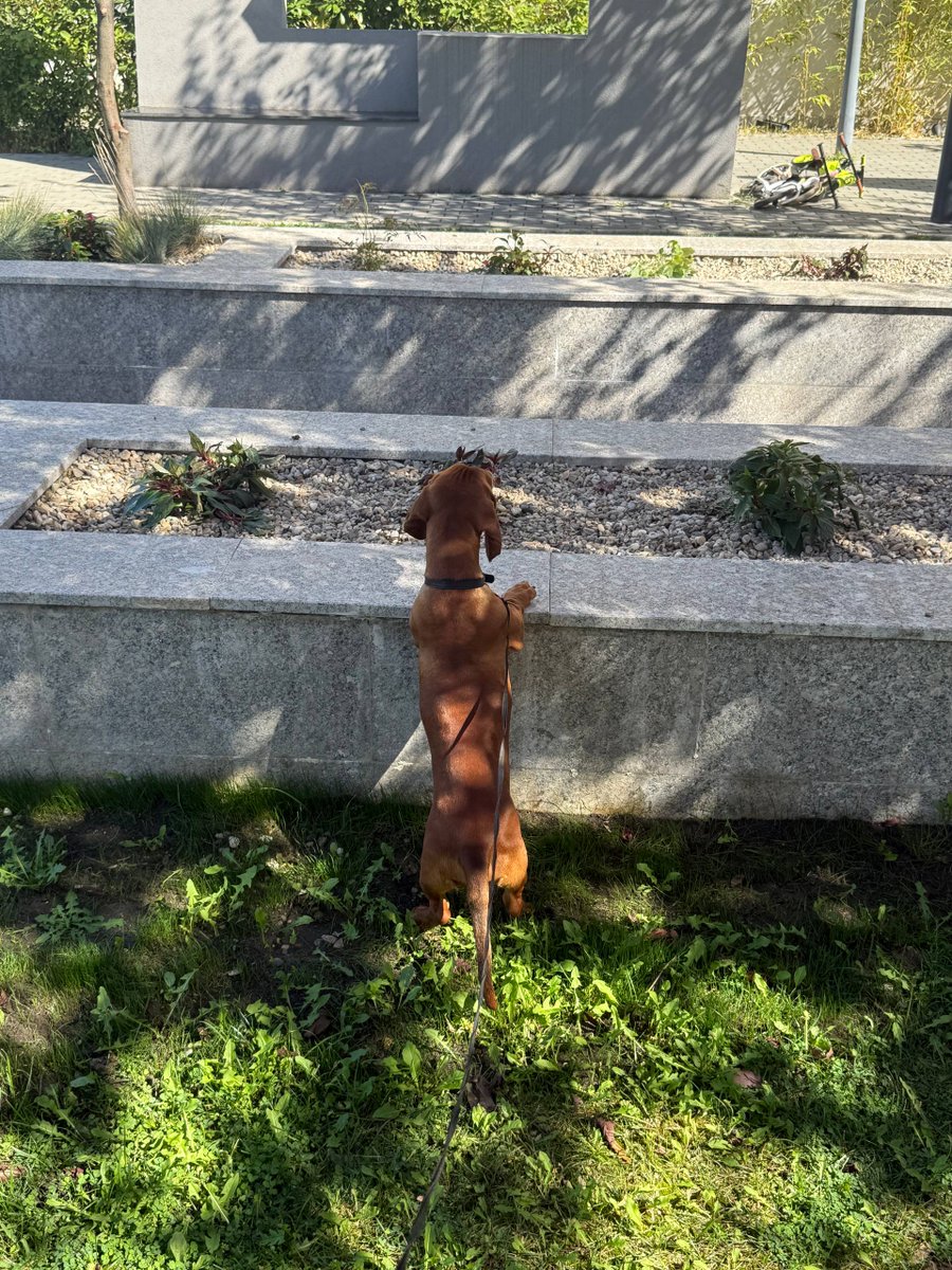 evabelovaa's tweet photo. short legs, big curiosity. he’ll find a way up there https://t.co/59thVliHmO