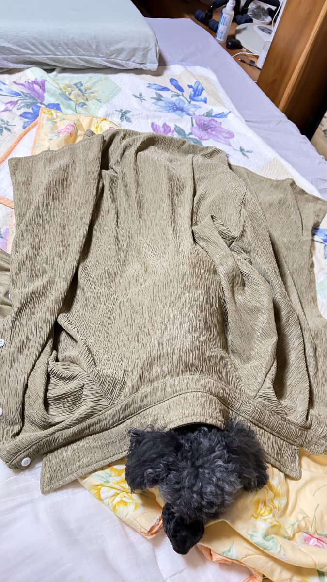 zabakiy's tweet photo. 通販で買った服、思ってた生地ではなかったから1度だけ着て俺の匂い染み込ませて留守番の時に被せるブランケットと化した

#トイプードル 
#犬のいる暮らし
#犬のいる幸せ https://t.co/7VRLrl29tu