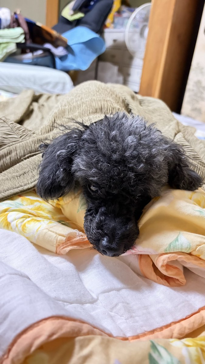 zabakiy's tweet photo. 通販で買った服、思ってた生地ではなかったから1度だけ着て俺の匂い染み込ませて留守番の時に被せるブランケットと化した

#トイプードル 
#犬のいる暮らし
#犬のいる幸せ https://t.co/7VRLrl29tu