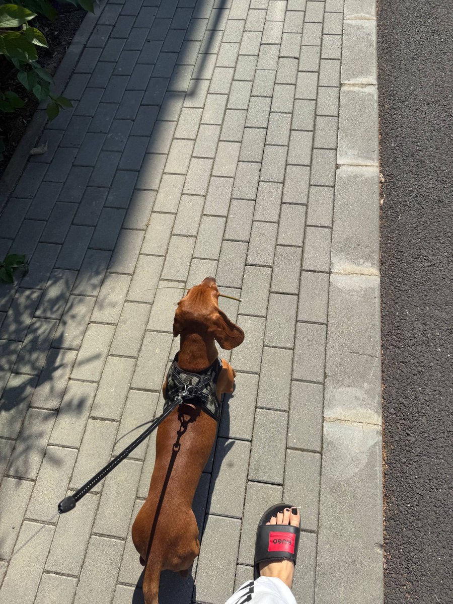 evabelovaa's tweet photo. he found a stick and now he’s the one leading this walk https://t.co/E1Qm3yWL8I