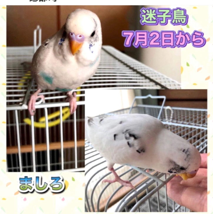 awesome_ios's tweet photo. 市役所の仕事でキツイのは『少子高齢化ですべてが縮小、衰退しているのに、要望は無限に増え続けるのに、要望に対応するのが当たり前と思われてる』ところ。ジジイとババアの面倒これ以上見れるわけないじゃん。若者減って面倒見る人がいないんだから。切り捨てる以外どうしたらいいか教えてくれよ。 https://t.co/YPEsSbo9T0