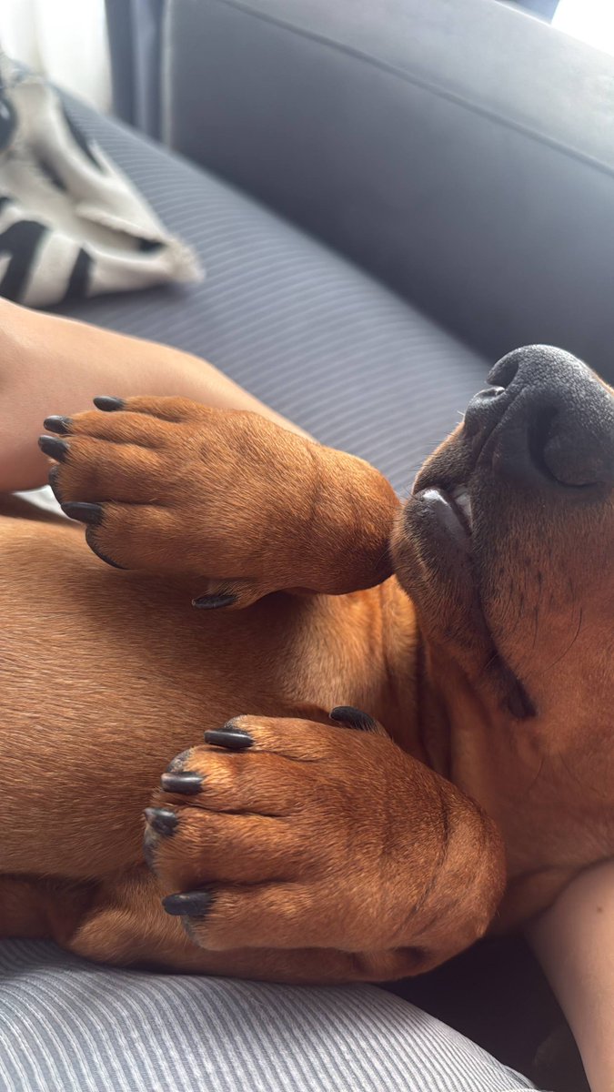 evabelovaa's tweet photo. he fell asleep like this on me and now i can’t move https://t.co/qwDODYi9d4
