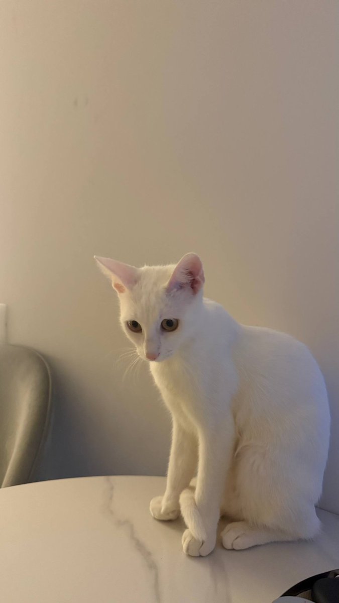 evabelovaa's tweet photo. she’s sitting on the table like she pays rent https://t.co/PmOO540beS